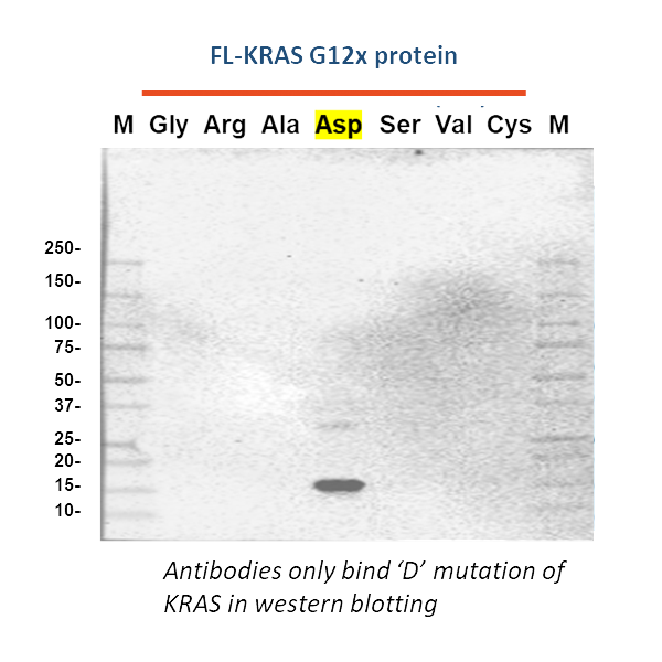 Serrano R, Wallace R,  Bibikov S, Weiner MP, Harvey KJ. Engineering KRAS Mutation-Specific Affinity Binders: A New Frontier in Cancer Research. Poster. 10th Alpbach Workshop on Affinity Proteomics March 11-13, 2024